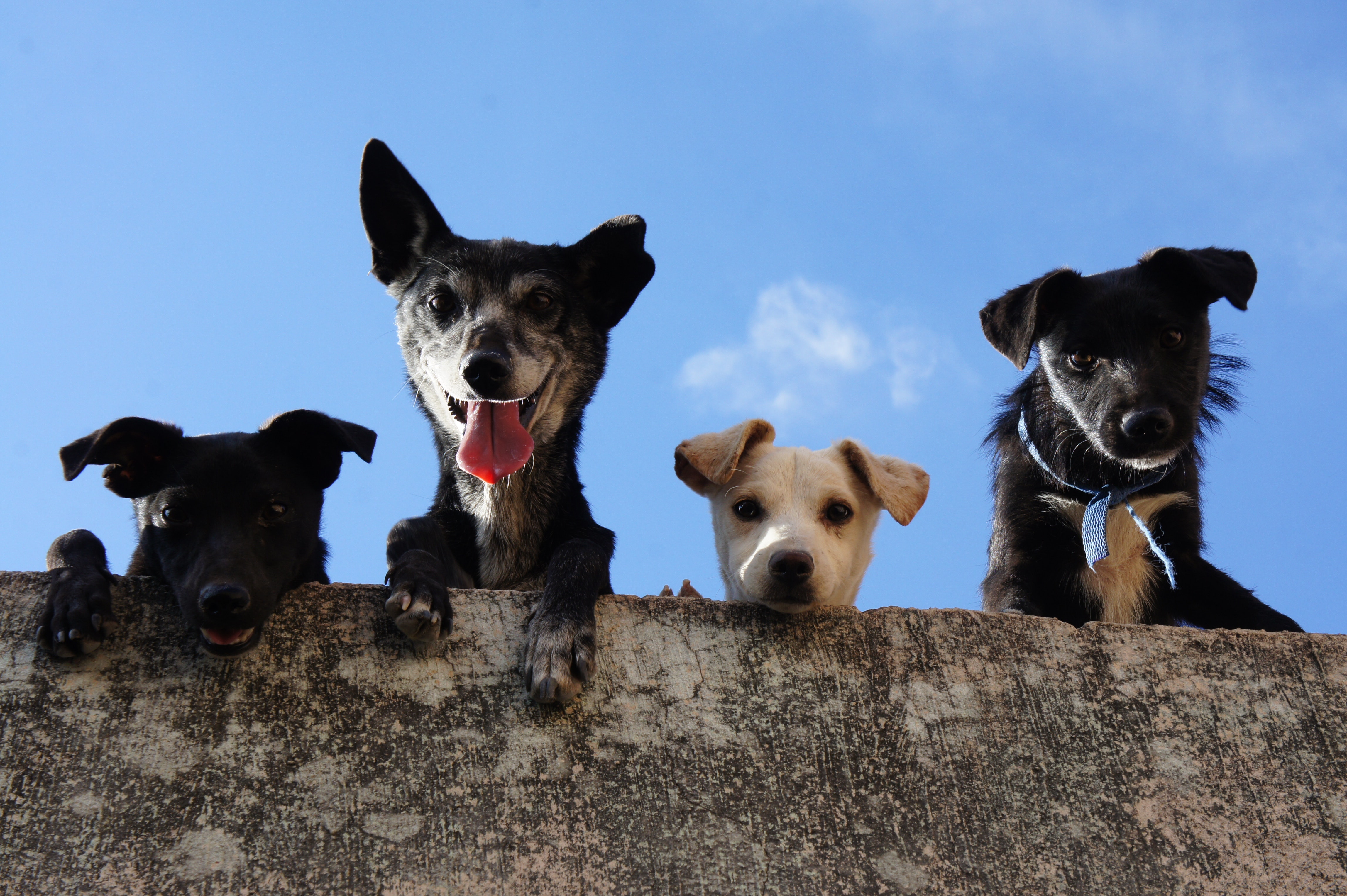 chiens