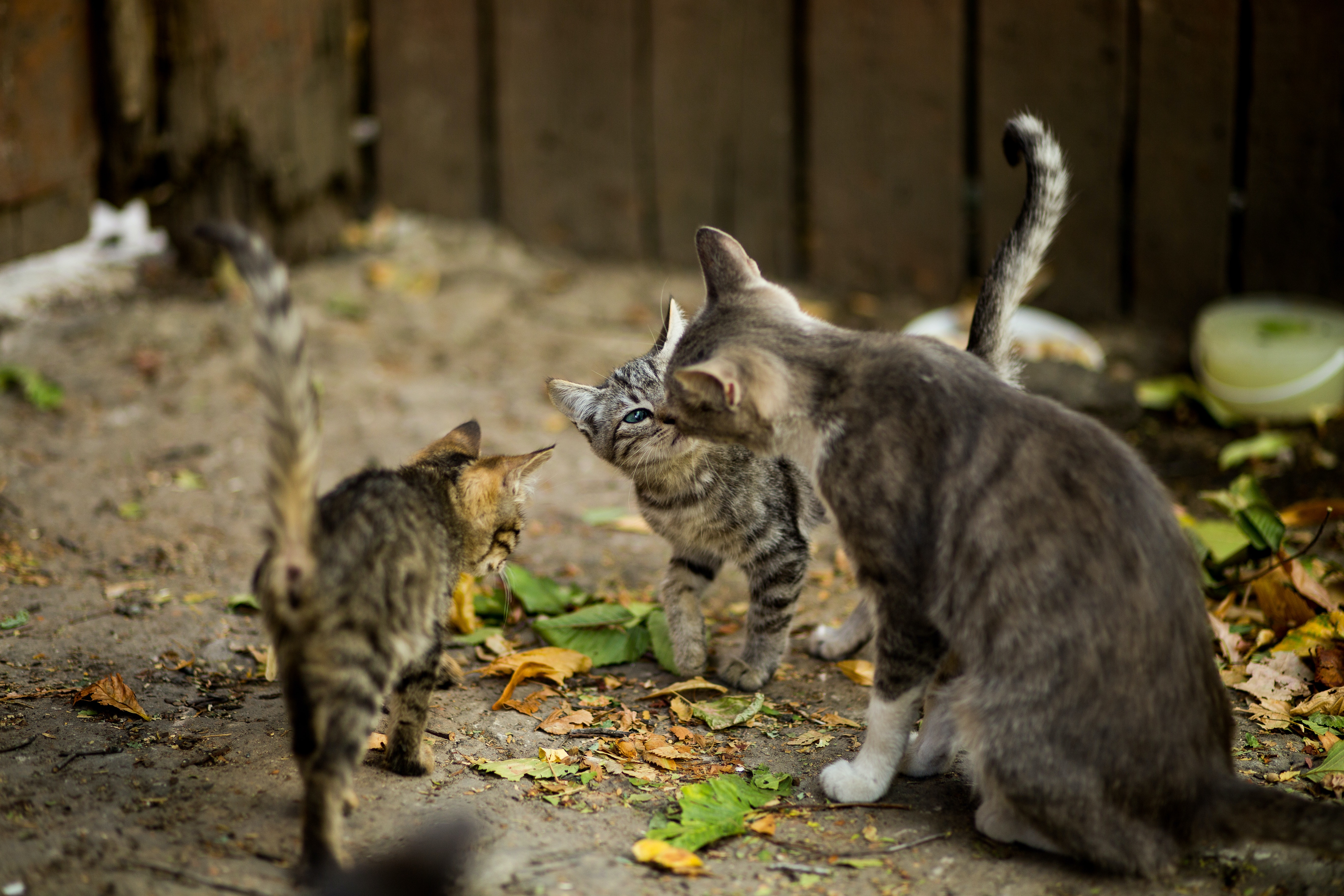 Chats errants